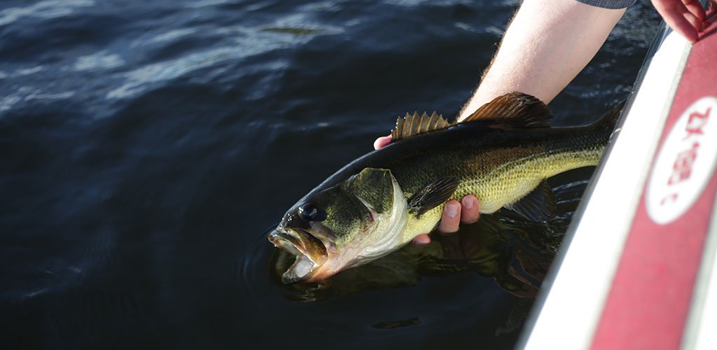 A person holding a fish.