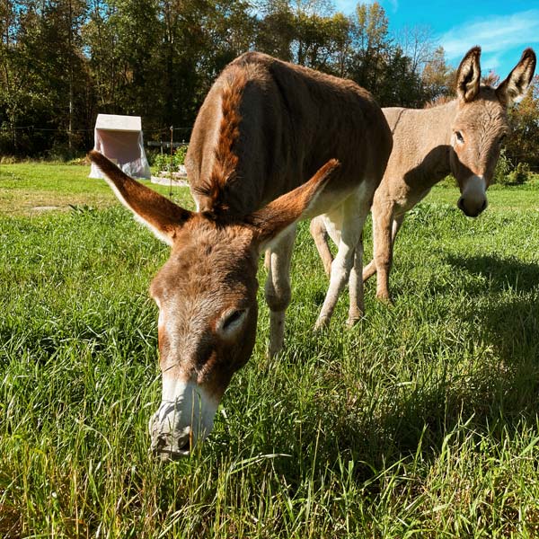 Farm animals in a field.