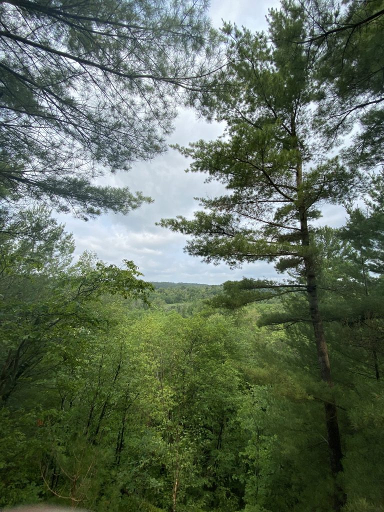 A forest in the 1000 Islands.