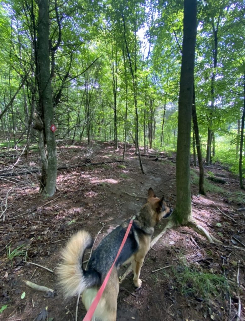 A German Shepherd on a leash hiking through the 1000 Islands.