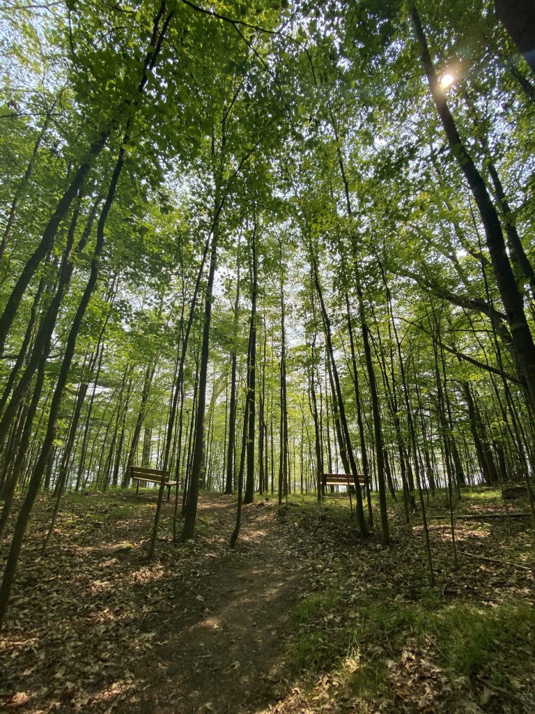 A hiking trail through a forest in the 1000 Islands.