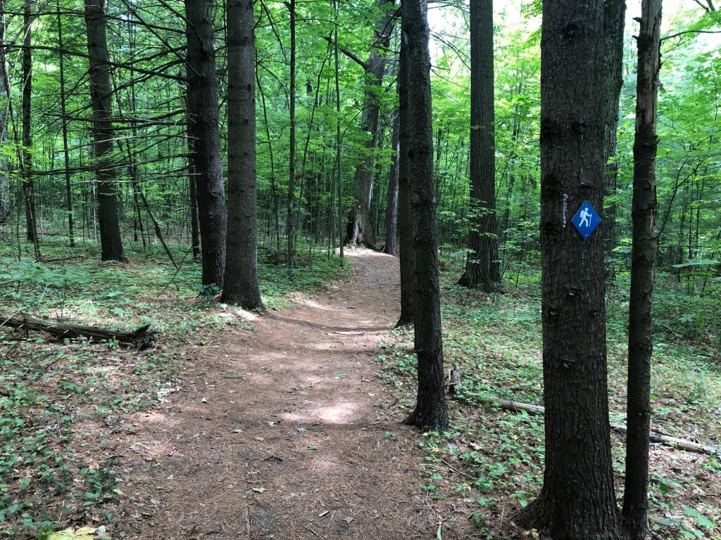 A hiking trail winds through a forest.