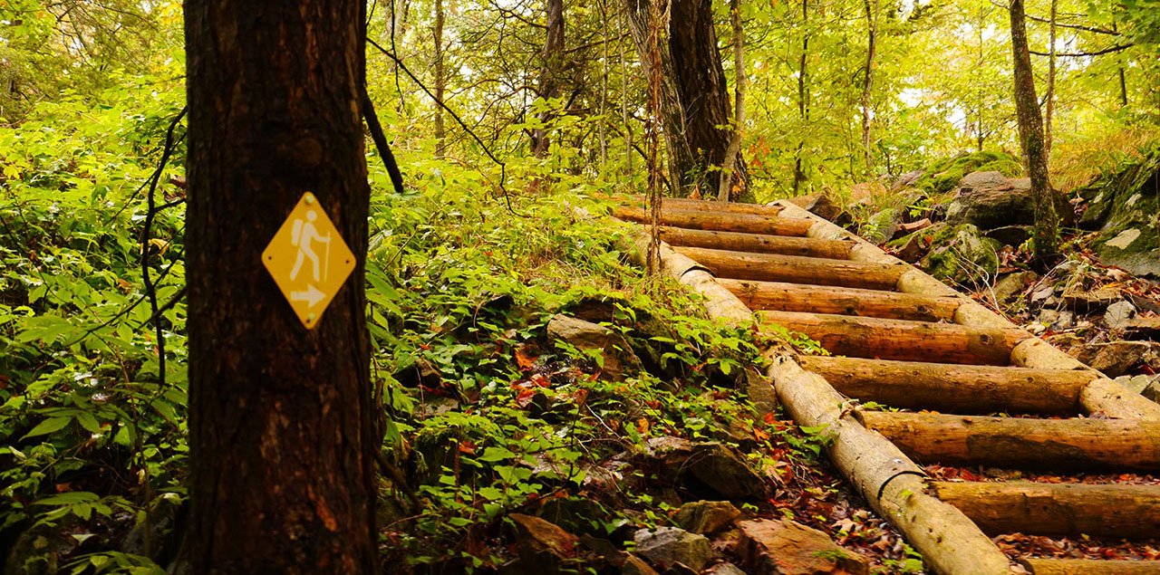 A wooden staircase in the middle of the woods.