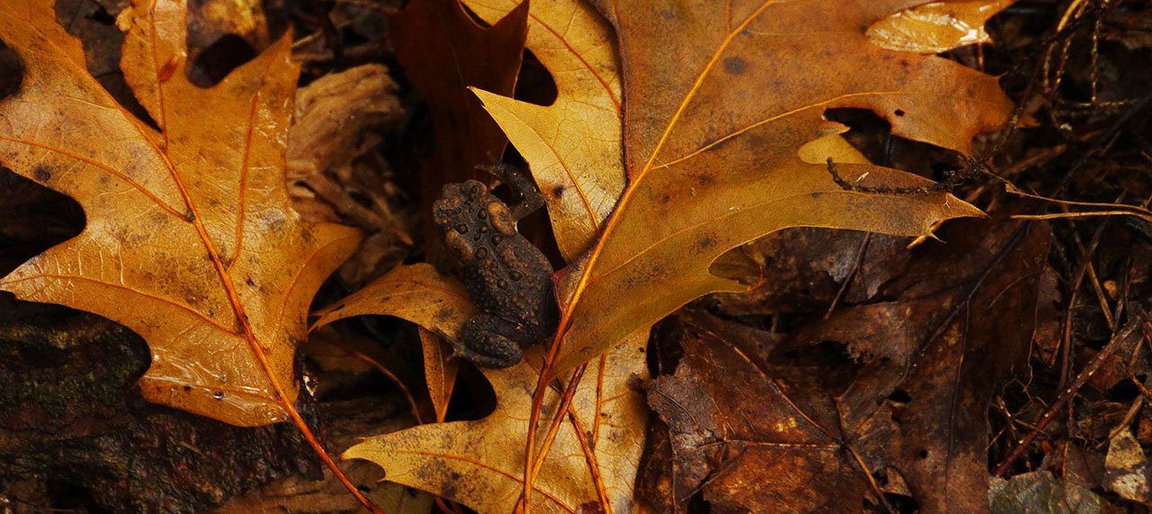 Fall leaves on the ground.