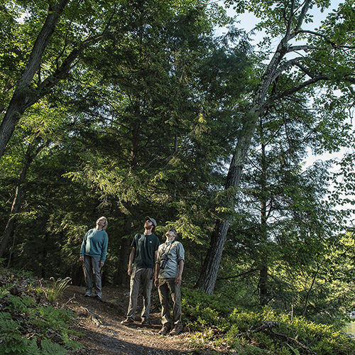 A group of hikers look up into a canopy of trees.